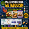 Macronutrient Metabolism: Carbohydrates, Lipids & Proteins