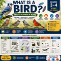What Is a Bird? Traits, Feathers & Beaks | Science Unit (Grades 3-4)